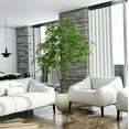 thumbnail image 4 of Faux 8' Deluxe Ficus Tree in Oversized Cream Pot, 4 of 6