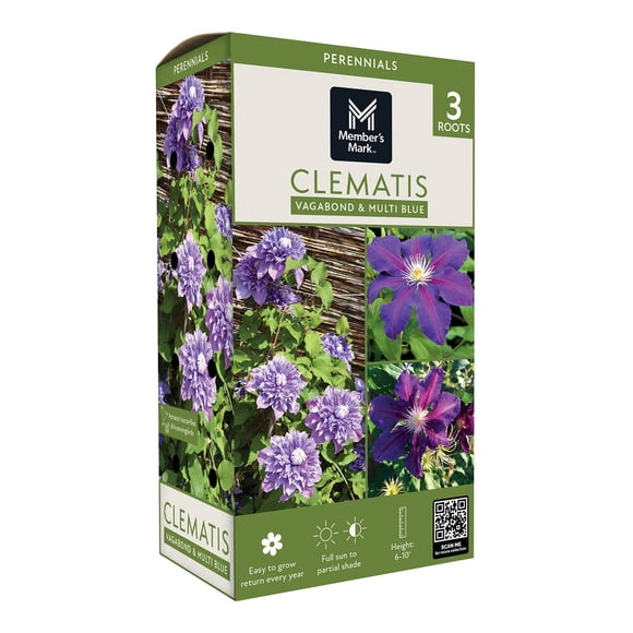 Member's Mark Clematis Vagabound & Multi Blue Dormant Bulbs, 3pk