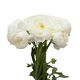 thumbnail image 2 of Ranunculus, 60 stems, choose color, 2 of 2