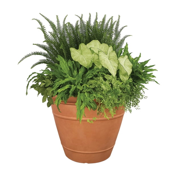 where to buy air plants near me Wholesale Air Plant All Natural Small and Medium Bundle  Plantaflor USA,  Inc