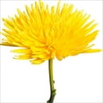thumbnail image 1 of Member's Mark Painted Mums, 100 stems, Choose color, 1 of 2