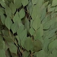 thumbnail image 3 of Member's Mark Diamond Silver Dollar Eucalyptus 40 stems, 3 of 5