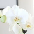 thumbnail image 2 of Just Add Ice Live White Orchid in White Ceramic Pottery, 24" Tall, 2 of 7