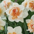 thumbnail image 4 of Member's Mark Daffodil Replete Dormant Bulbs, 32pk, 4 of 9