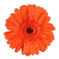thumbnail image 3 of Member's Mark Gerbera Daisies, choose color and stem count, 3 of 4