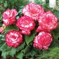 thumbnail image 3 of Member's Mark Picotee White to Pink & Double Pink Begonias Dormant Bulbs, 9pk, 3 of 9