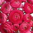 thumbnail image 4 of Ranunculus, 60 stems, choose color, 4 of 6