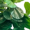 thumbnail image 2 of Faux 8' Fig Tree in Oversized Ceramic Pot, 2 of 6