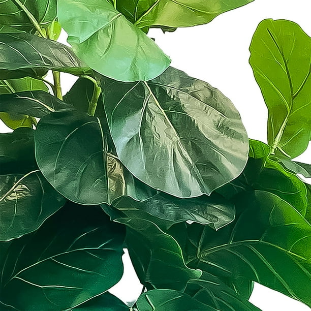 picture money plant Variegated Money Plant  agriyumfoods
