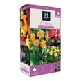 thumbnail image 1 of Member's Mark Low Growing Picasso, Red Futurity & Yellow Futurity Cannas Dormant Bulbs, 9pk, 1 of 8
