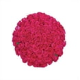 thumbnail image 1 of Member's Mark Ecuadorian Premium Roses, choose color variety and stem count, 1 of 6