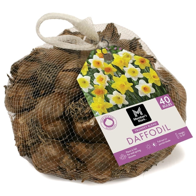 Member's Mark Daffodil Trumpet Blend Dormant Bulbs, 40pk