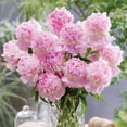 thumbnail image 5 of Member's Mark Double Peonies Sorbet & Emile Debatene Dormant Bulbs, 3pk, 5 of 10