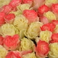 thumbnail image 5 of Member's Mark Illusion Roses, 96 stems, Choose color variety, 5 of 7