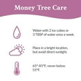 thumbnail image 5 of Live 5" Money Tree in White Ceramic Pot, 5 of 5