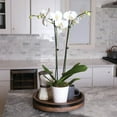 thumbnail image 3 of Just Add Ice Live White Orchid in White Ceramic Pottery, 24" Tall, 3 of 7