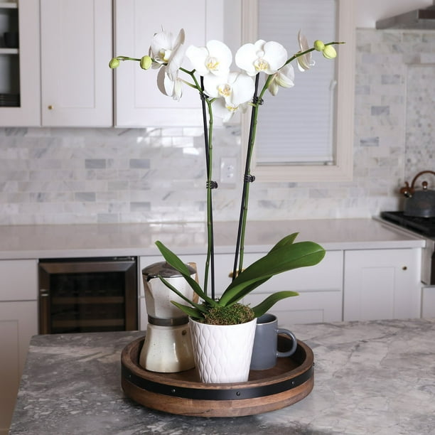 Just Add Ice Live White Orchid in White Ceramic Pottery, 24