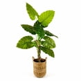 thumbnail image 1 of Artificial 5.5' Broad Leaf Plant in a Neutral Handwoven Handled Basket, 1 of 5