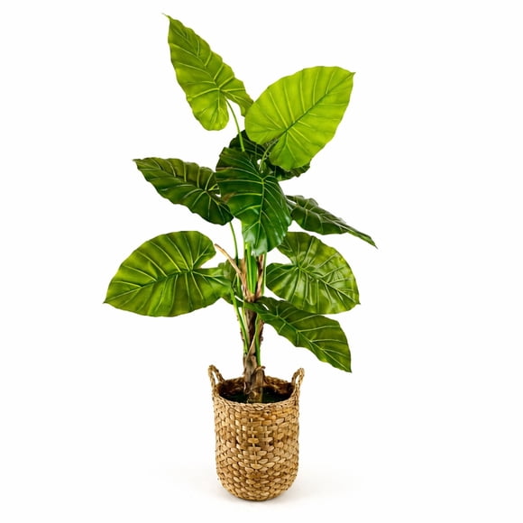 Artificial 5.5' Broad Leaf Plant in a Neutral Handwoven Handled Basket