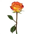 thumbnail image 4 of Member's Mark Ecuadorian Premium Roses, choose color variety and stem count, 4 of 8