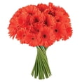 thumbnail image 2 of Member's Mark Gerbera Daisies, choose color and stem count, 2 of 8