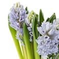 thumbnail image 4 of Member's Mark Seasonal Hyacinth Bunch, 10 stems, 4 of 7