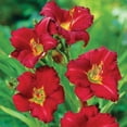thumbnail image 4 of Member's Mark Reblooming Collection Daylilies Dormant Bulbs, 8pk, 4 of 9