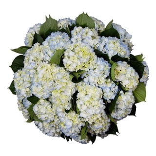 Member's Mark Hydrangeas, choose color and stem count