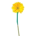 thumbnail image 5 of Member's Mark Gerbera Daisies, choose color and stem count, 5 of 8