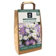 thumbnail image 1 of Member's Mark Anemone Ground Cover Blend Dormant Bulbs, 90pk, 1 of 10
