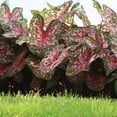 thumbnail image 4 of Member's Mark Caladium Carolyn Whorton Dormant Bulbs, 18pk, 4 of 9