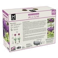 thumbnail image 2 of Member's Mark Allium Purple Sensation Dormant Bulbs, 40pk, 2 of 9