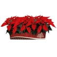 thumbnail image 1 of Multi-Pack Poinsettia, 1 of 2