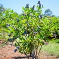 thumbnail image 4 of Live 1 Gal. Brightwell Rabbiteye Blueberry Plant in Growers Pot, 4 of 4