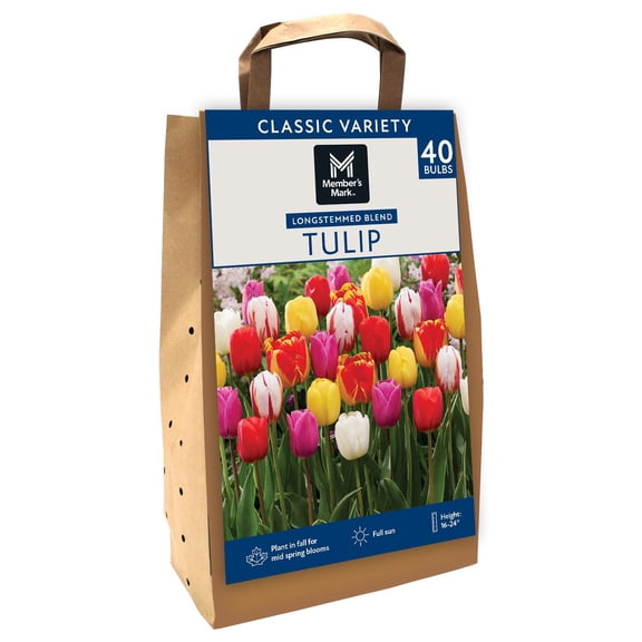 Member's Mark Tulip Longstemmed Blend Dormant Bulbs, 40pk
