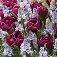 thumbnail image 3 of Member's Mark Incognito Blend Tulip and Scilla Dormant Bulbs, 35pk, 3 of 8