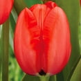 thumbnail image 4 of Member's Mark Tulip Red Impression Dormant Bulbs, 45pk, 4 of 7