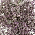 thumbnail image 2 of Member's Mark Limonium, 15 bunches, Choose color, 2 of 2