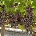 thumbnail image 4 of Grape Soda Grapes, 3 lbs., 4 of 4