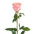 thumbnail image 3 of Member's Mark Ecuadorian Premium Roses, choose color variety and stem count, 3 of 6