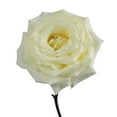 thumbnail image 3 of Member's Mark Garden Roses, 36 stems, Choose color variety, 3 of 6