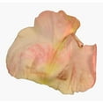 thumbnail image 7 of Member's Mark Illusion Roses, 96 stems, Choose color variety, 7 of 7