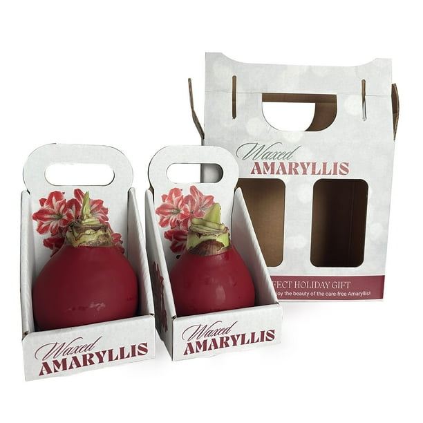 Holiday Waxed Amaryllis Bulbs, 2pk - Samsclub.com