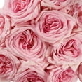 thumbnail image 4 of Member's Mark Garden Roses, 36 stems, Choose color variety, 4 of 6