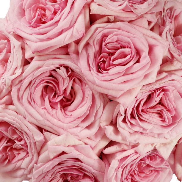 GeSkincareSheets Fresh Rose Plus 360枚セット Member's Mark Garden Roses, 36 stems, Choose color variety