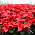 thumbnail image 3 of Live 10" Red Poinsettia Plant in Decorative Pot, 3 of 5