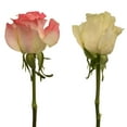 thumbnail image 1 of Member's Mark Illusion Roses, 96 stems, Choose color variety, 1 of 7
