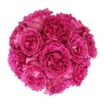 thumbnail image 1 of Member's Mark Garden Roses, 36 stems, Choose color variety, 1 of 6