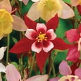 thumbnail image 4 of Member's Mark Columbine Aquilegia Blend Dormant Bulbs, 14pk, 4 of 9