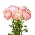 thumbnail image 2 of Ranunculus, 60 stems, choose color, 2 of 2